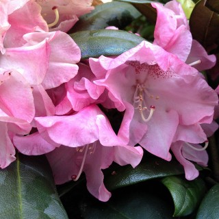 Rhododendron Anushka, Azalee, Blütenstrauch, Frühjahrsblüher