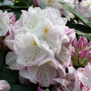 Rhododendron Gomer Waterer, Azalee, Immergrün, Frühjahr