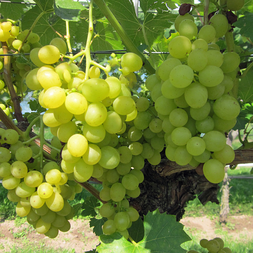 kernlose weiße Weinrebe Tafeltraube pilztolerant ver Vitis vinifera Lakemont 