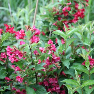 Weigelie Red Prince, Blütenstrauch, Frühjahrsblüher
