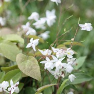 Elfenblume Niveum, Epimedium, Schattenpflanze