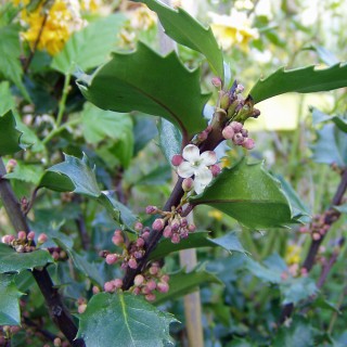 Stechpalme Heckenstar, Ilex, Befruchterpflanze