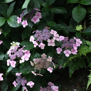 Teller Hortensie Bluebird, Hydrangea, Schattenpflanze