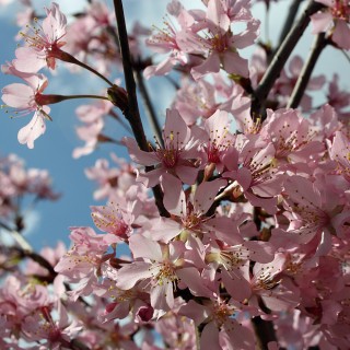 Kurilenkirsche Ruby, Prunus, Frühjahrsblüher, Zierstrauch