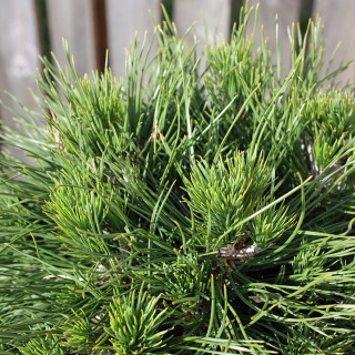 Kugelkiefer, Kiefer, Pinus Varella, immergrün, Stämmchen