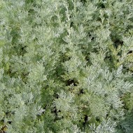 Wermut, Artemisia, Heilkraut, Kräuter