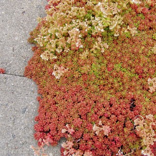 Mauerpfeffer Coral Carpet, Sedum, Steingarten