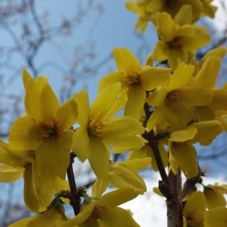 Forsythie Goldrausch, Blütenstrauch, Frühling