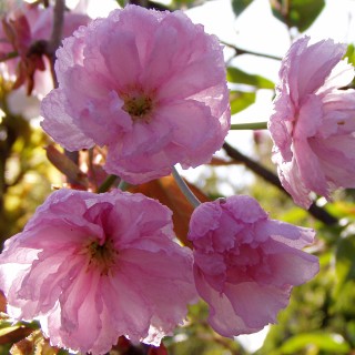 Nelkenkirsche Kanzan, Frühjahrsblüher, Blütenstrauch
