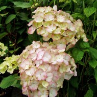 Hortensie Preziosa, Hydrangea, Blütenstrauch