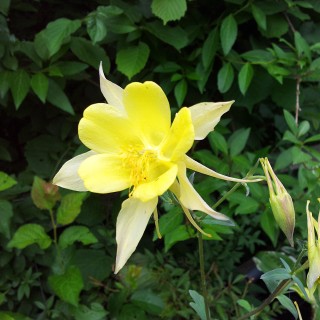 Akelei Yellow Queen, Frühjahrsblüher