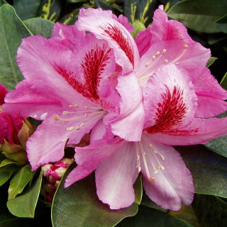 Rhododendron Helen Martin, Azalee, Moorbeetpflanze