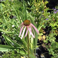 Sonnenhut, Echinacea, Heilpflanze