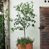 Heidelbeere Goldtraube 30-40 cm Obstbaum sehr robust große Früchte reichtragend 