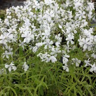 Wald Phlox White Perfume, Blütenstaude,