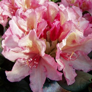 Rhododendron Brasilia, Azalee, immergrün, Blütenstrauch