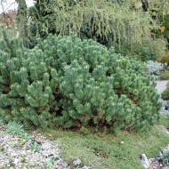 Zwergkiefer Mops, Kiefer, Pinus, immergrün