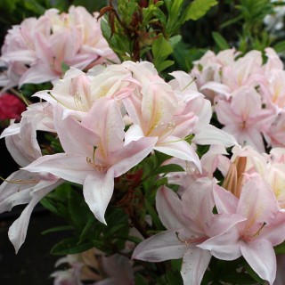 Sommergrüner Rhododendron Cannons Double, Azalee, Frühjahrsblüher