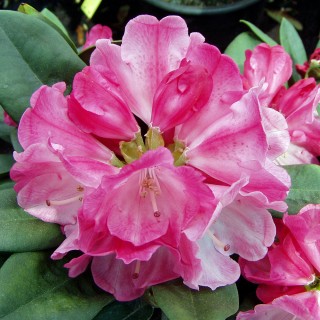 Rhododendron Morgenrot, Frühjahrspflanze, Moorbeetpflanze