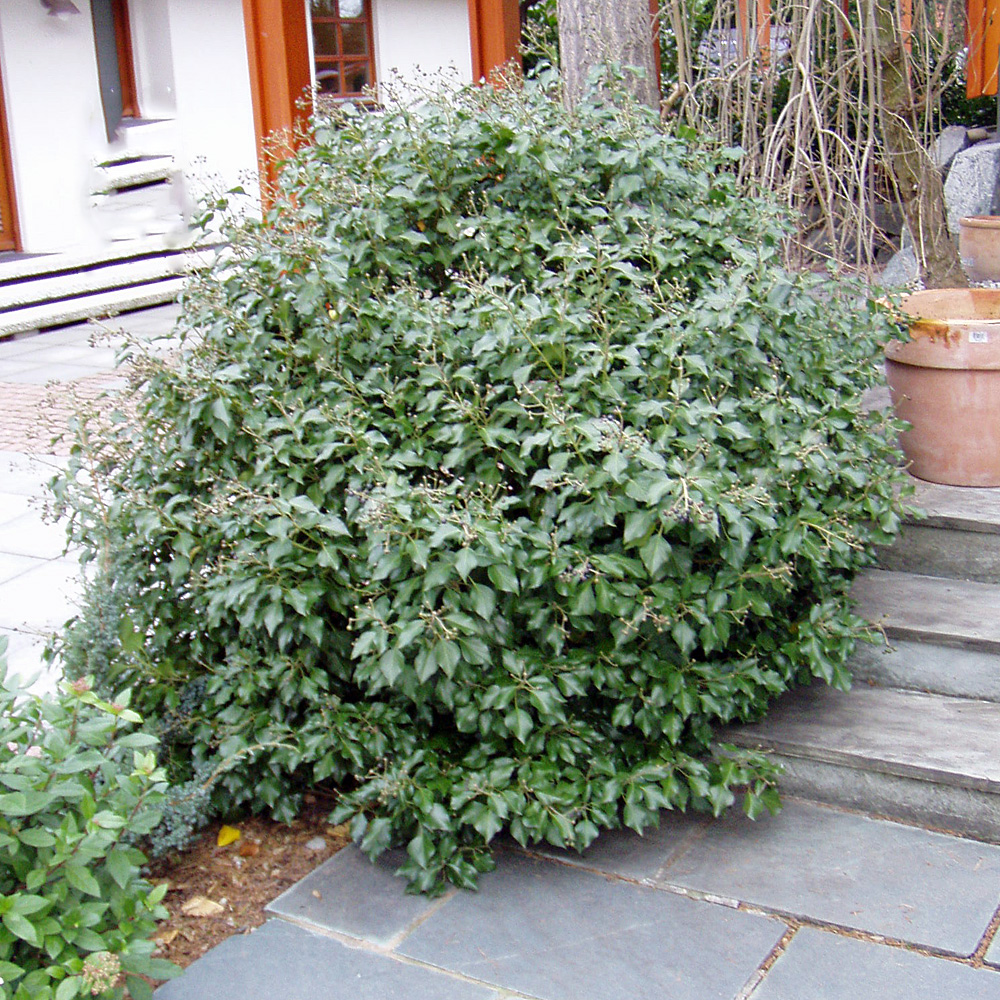 Hedera Helix Arborescens Strauch-Efeu 30-40 cm Pflanzcontainer 