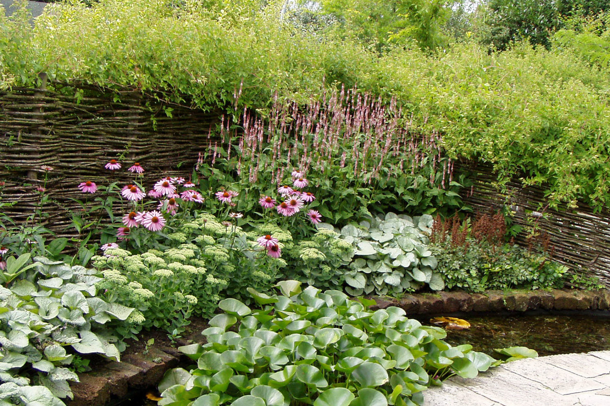 Pflanzen für Blumenbeete und Rabatten | Native Plants Pflanzenversand