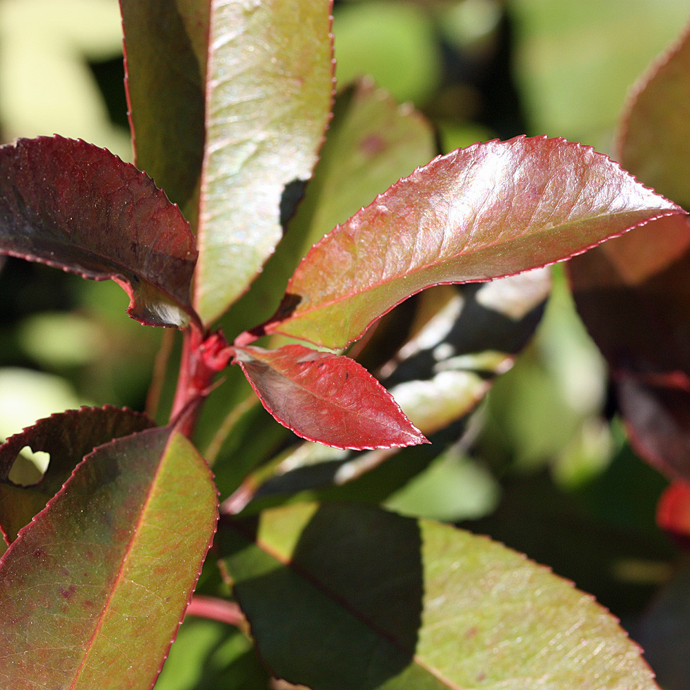 Glanzmispel 'Red Robin' | Native Plants Pflanzenversand